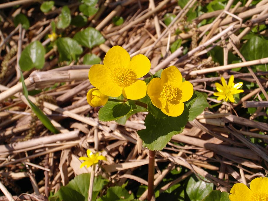 caltha palustris, nature reserve, moor, forest, flowers, rarely
