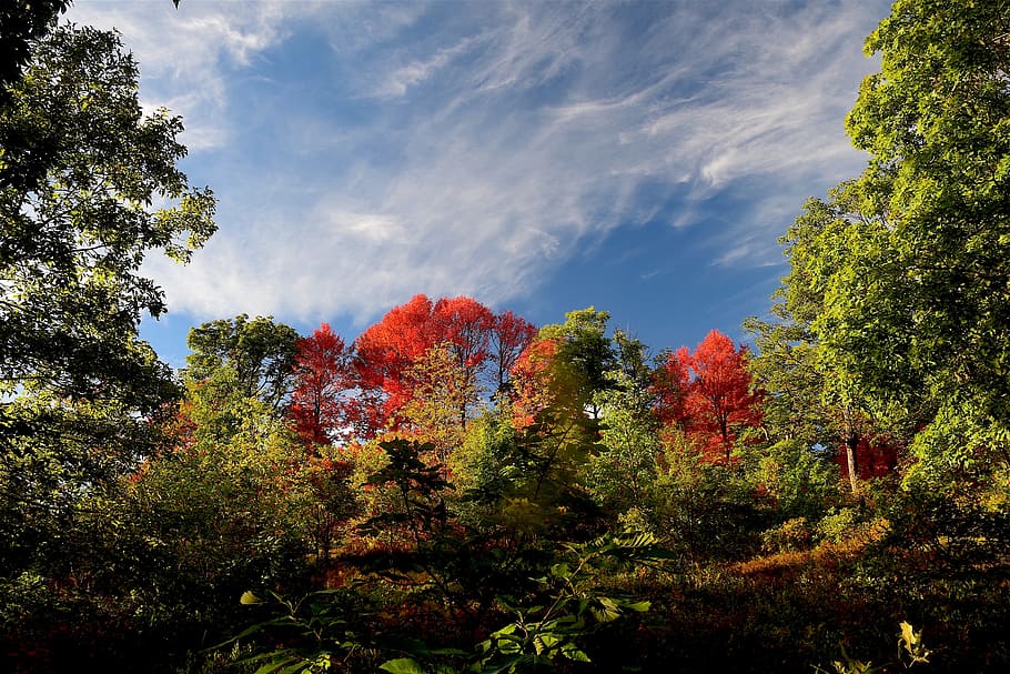 trees, foliage, fall, nature, landscape, autumn, park, forest HD wallpaper