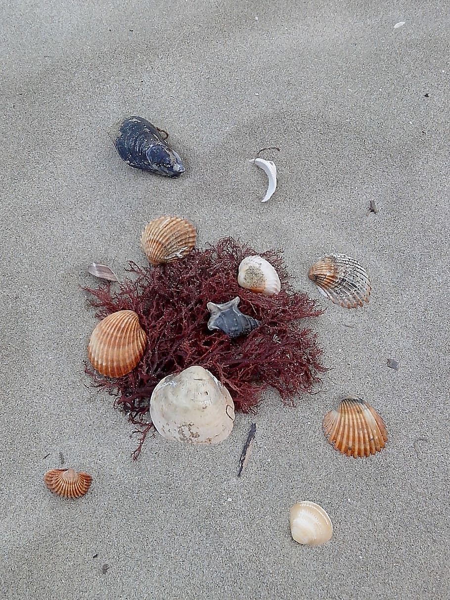 Beach, Shell, Sea, variation, sand, no people, indoors, close-up HD wallpaper