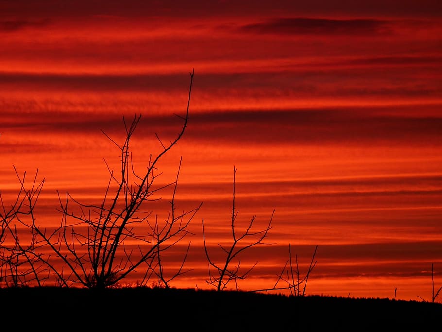 evening, branches, bushes, scrub, sunset, sky, red, afterglow HD wallpaper