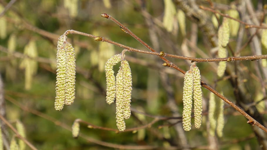 spring, hazelnut, flowers, bush, plant, growth, tree, beauty in nature HD wallpaper