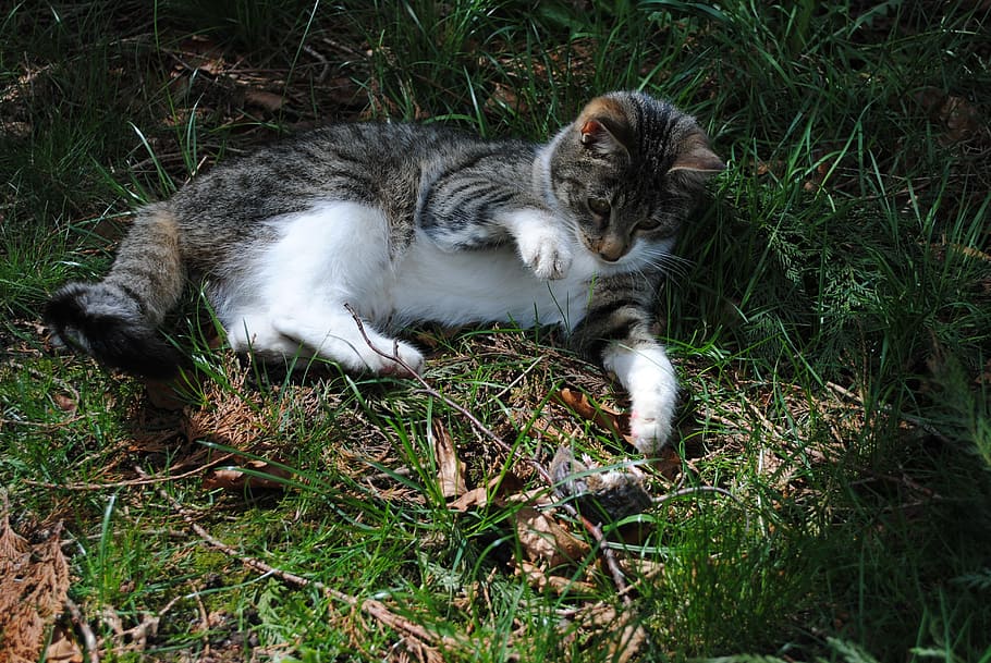 cat, mouse, hunting, attack, wildlife, mice, prey, rodent, animal HD wallpaper