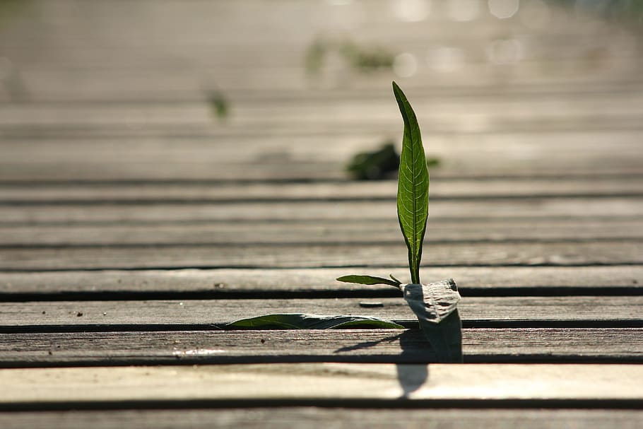 tilt photography of green leaves on brown wooden pallet, seedling, HD wallpaper