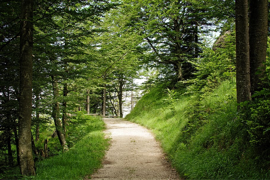 trail, away, nature, forest, trees, hiking, forest path, promenade HD wallpaper
