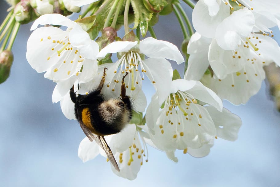 hummel, spring, flower, pollen, insect, nature, blossom, bloom HD wallpaper