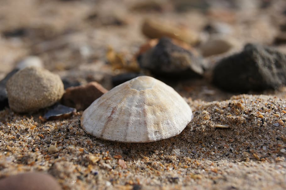shell, sea, sand, scotland, water, solid, no people, nature HD wallpaper
