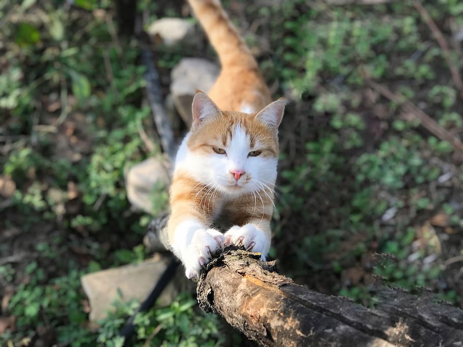 nature, animals, cute, cat, outdoor, tree, summer, animal themes HD wallpaper