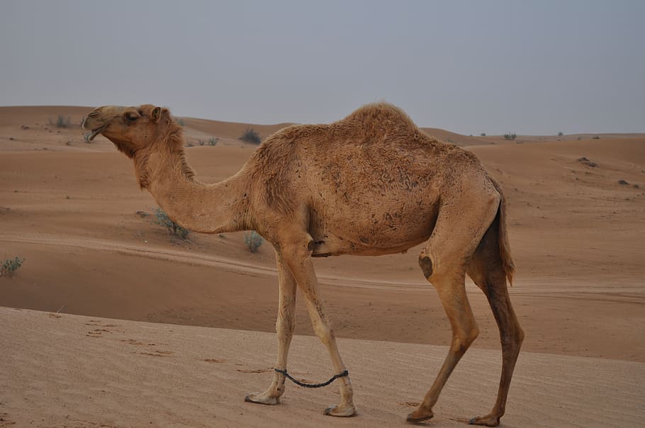 camel, desert, emirates, dubai, dune, landscape, journey, adventure HD wallpaper