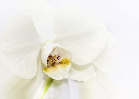 close-up photo of white moth orchid, phalaenopsis, tender, blossom HD wallpaper