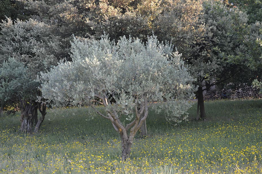 Tree, South, olivier, nature, no people, day, outdoors, agriculture HD wallpaper
