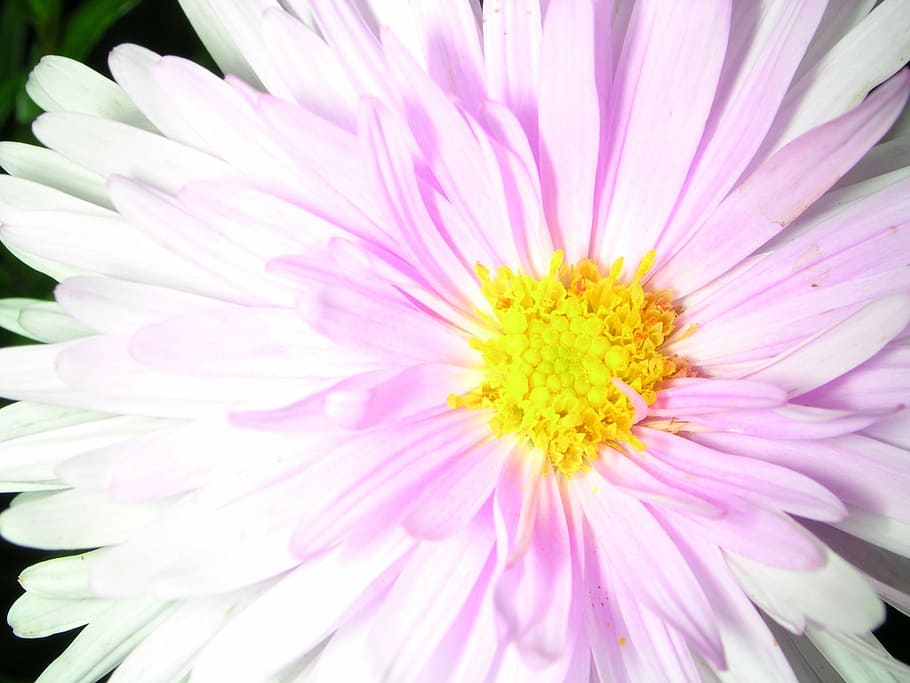 flower, macro, nature, white, petal, plant, pink Color, close-up HD wallpaper