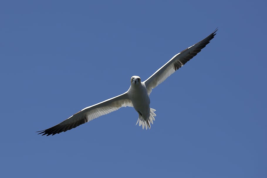 bird, gannet, nature, flying, animal wildlife, spread wings HD wallpaper