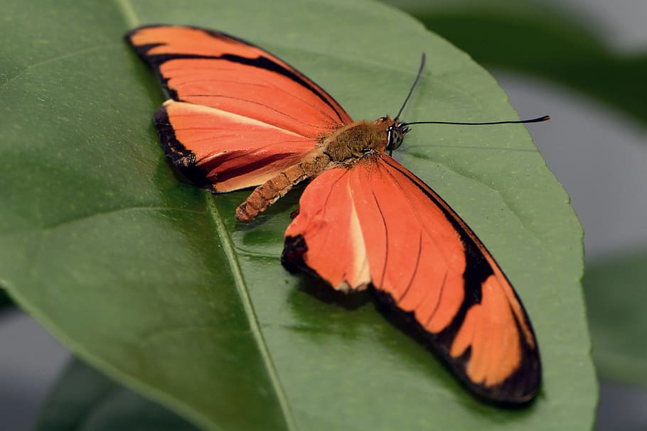 closeup photo of orange and black butterfly, insect, wing, eyes, HD wallpaper