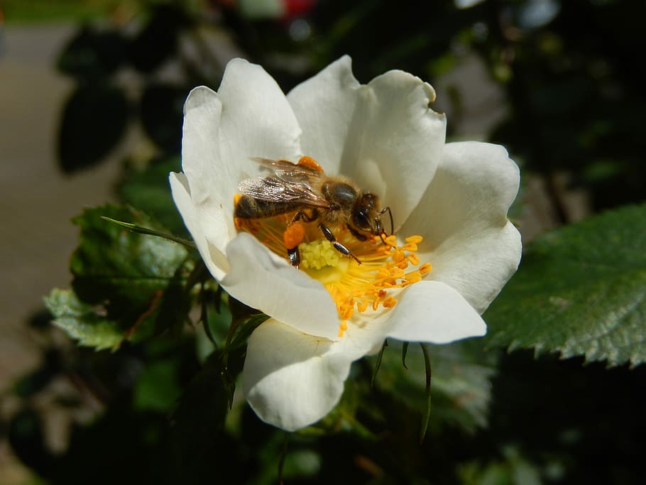 Flower, Insect, Nature, Honey Bee, pollen, pollination, petal HD wallpaper