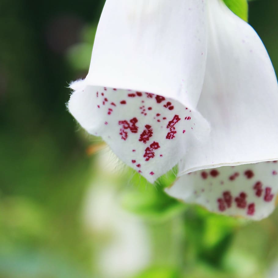 thimble, flower, blossom, bloom, plant, close, nature, cinquefoil HD wallpaper