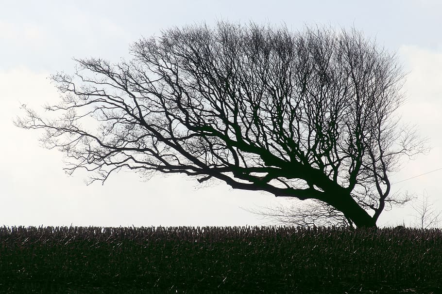 silhouette of withered tree, hornbeam, beech, windschief, wind chur HD wallpaper