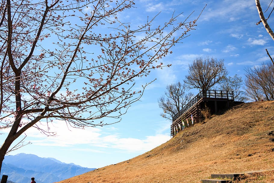 tree, nature, sky, landscape, outdoor, blue sky, tourism, wood HD wallpaper