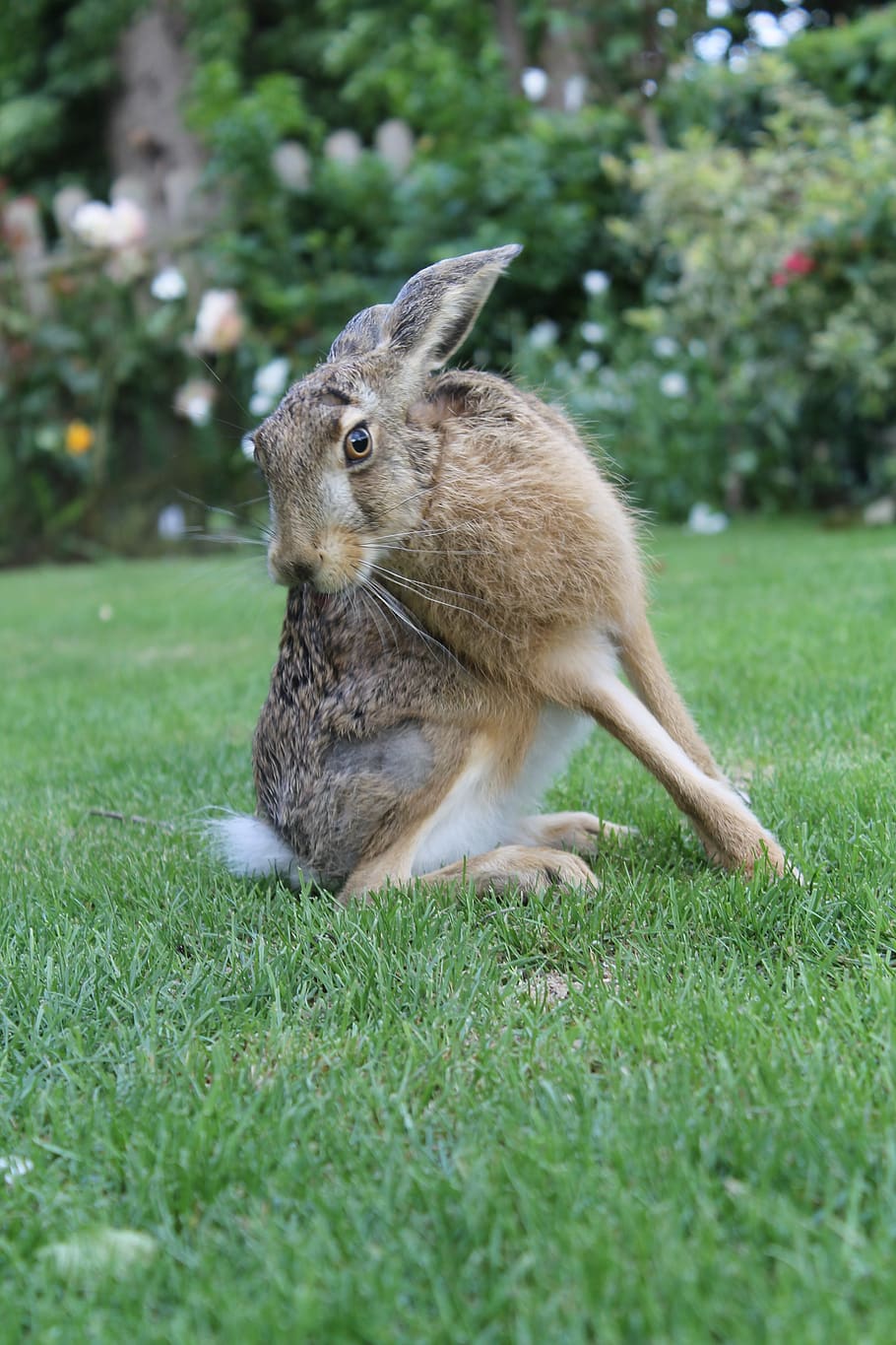 european brown hare, young hare, france, animal themes, one animal