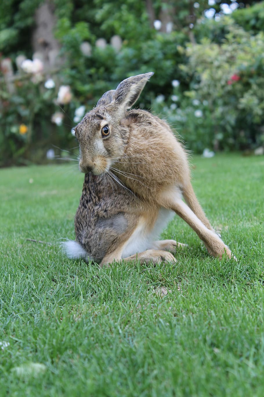 european brown hare, young hare, france, animal themes, one animal, HD wallpaper