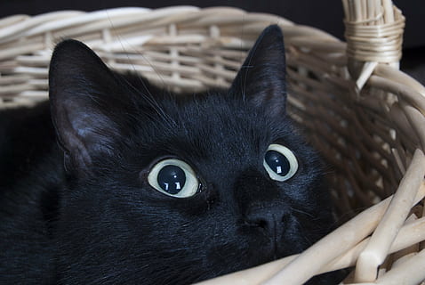 bombay cat in basket, pet, animal, domestic Cat, pets, cute HD wallpaper