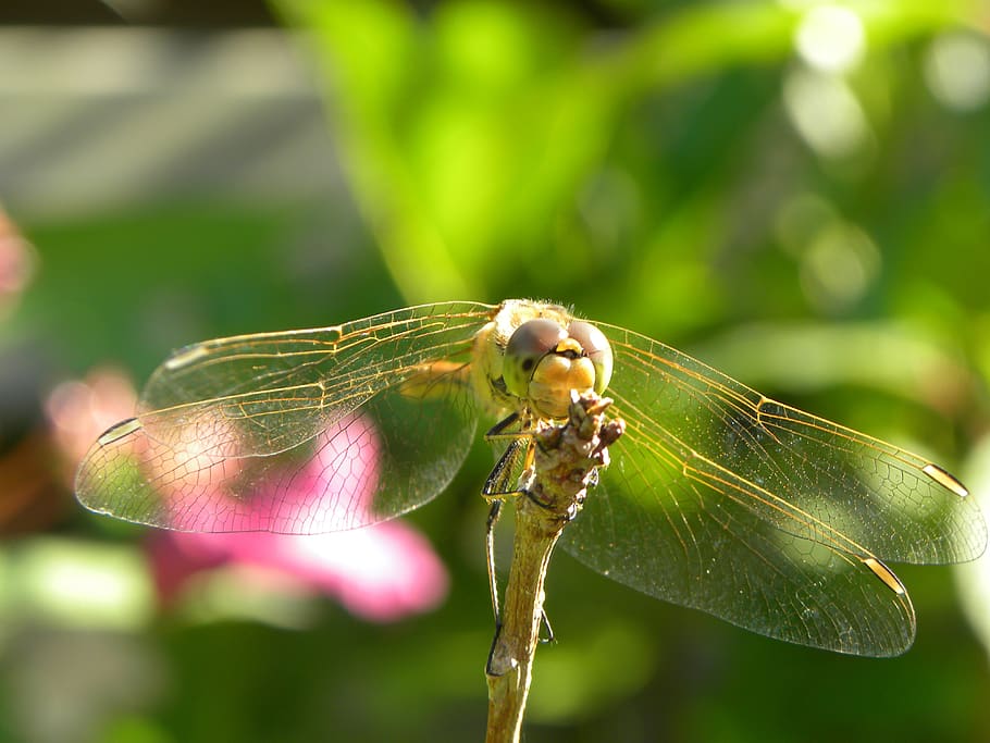 dragonfly, bug, nature, summer, wings, animals, macro, insect HD wallpaper