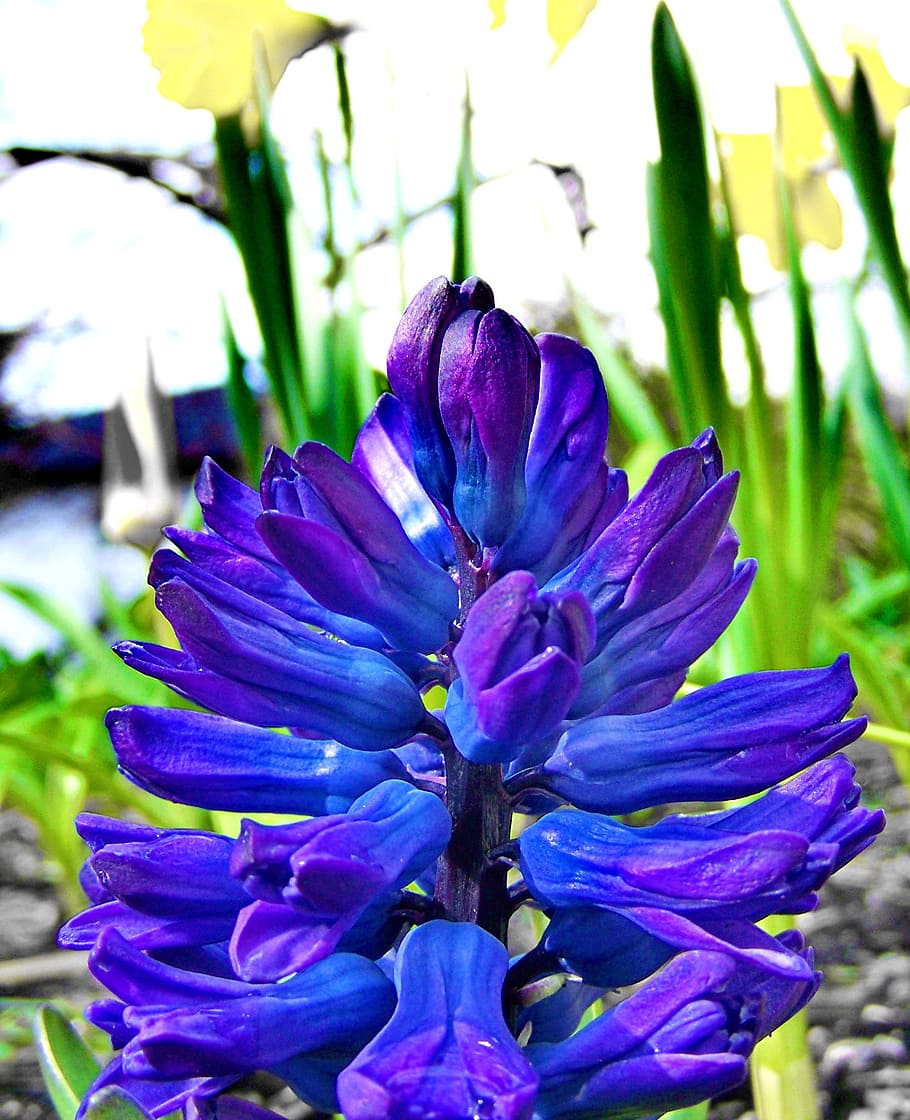 spring flowers, blue, hyacinth, flowering plant, vulnerability HD wallpaper