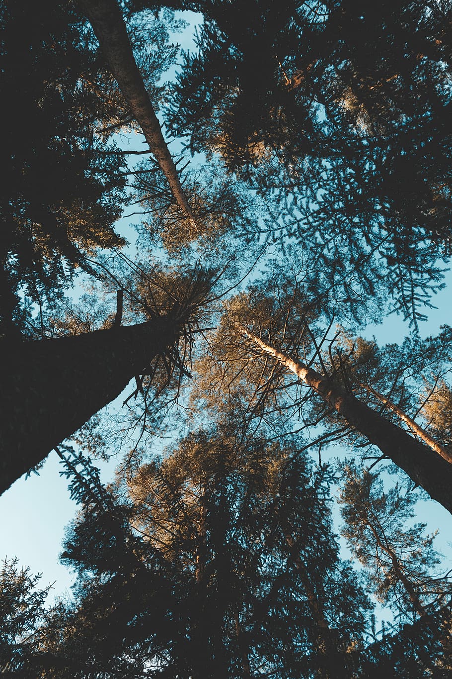 earthworm photography of trees, high, sky, cold, winter, snow HD wallpaper