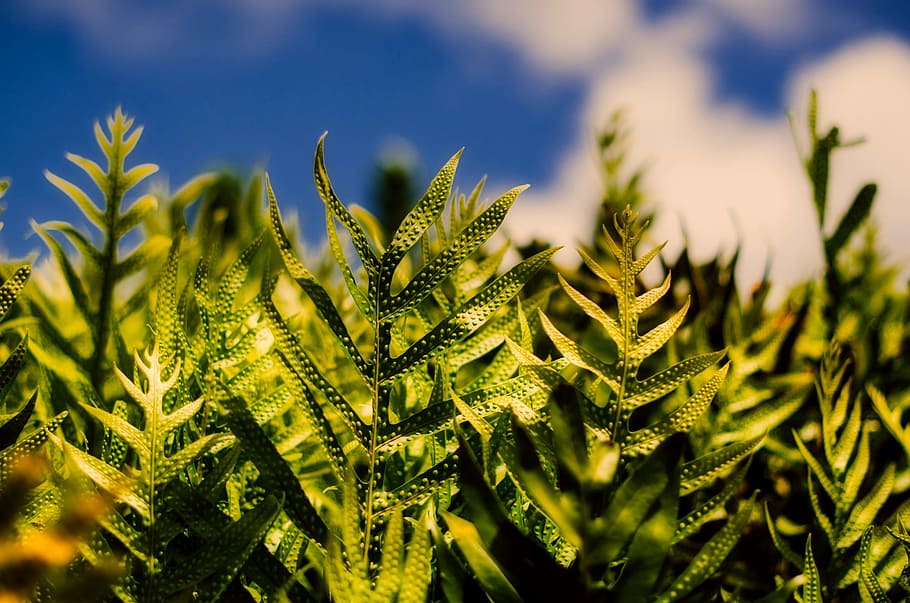 Plants, Macro, Closeup, Green, Leaf, leaves, spring, nature HD wallpaper