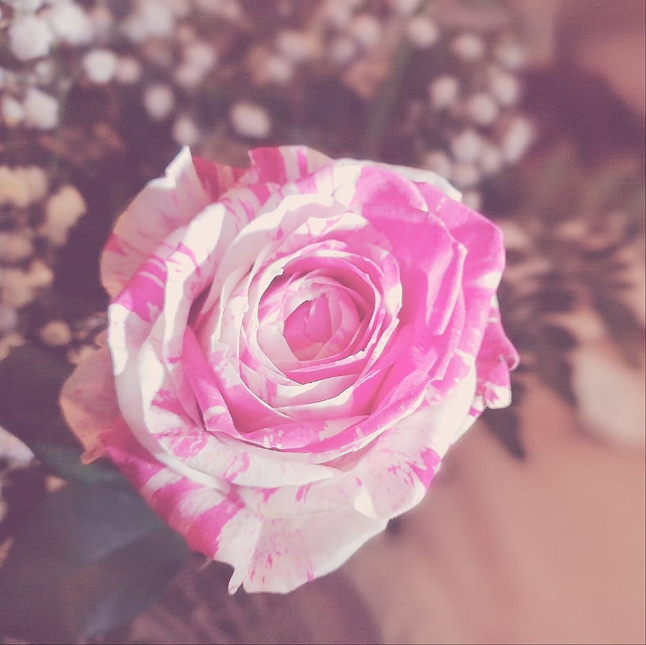Close-up Photography of a Rose, bloom, blooming, blossom, blur HD wallpaper