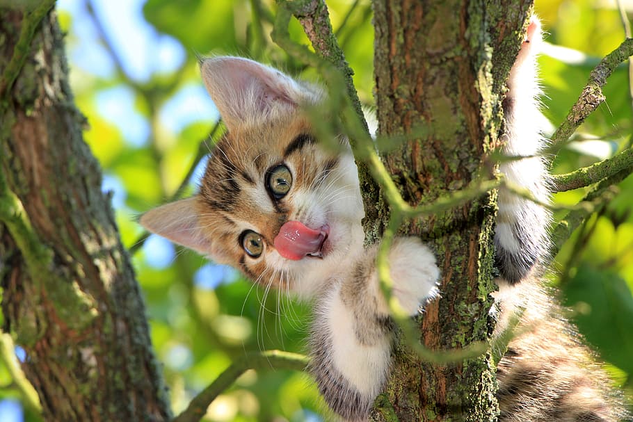 close-up photography of brown and white tabby kitten, cat, tongue HD wallpaper