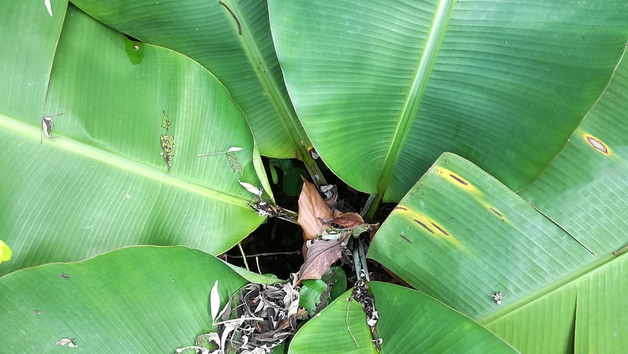 leaf, plant, nature, environment, green color, plant part, banana leaf HD wallpaper