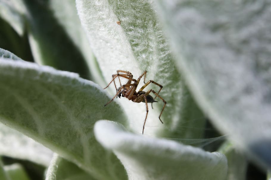 insect, nature, leaf, spider, animal wildlife, invertebrate HD wallpaper