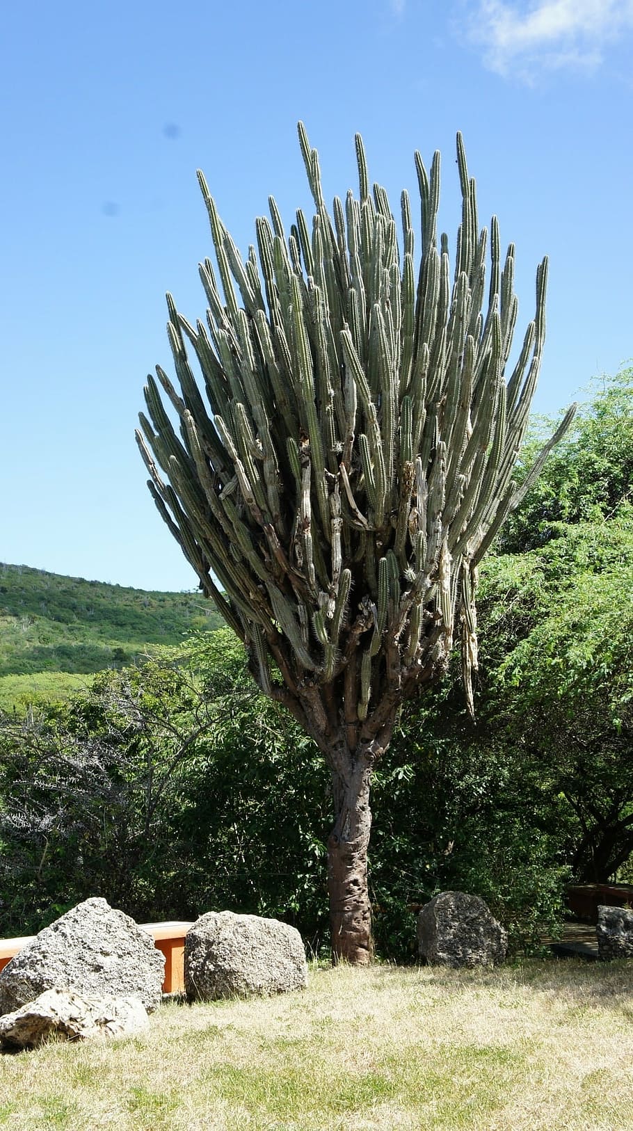 curacao, cactus, pieksig, plant, nature, caribbean, flora, spiny, HD wallpaper