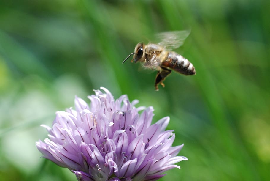 honeybee, flying, insect, bug, flower, pollination, nature HD wallpaper