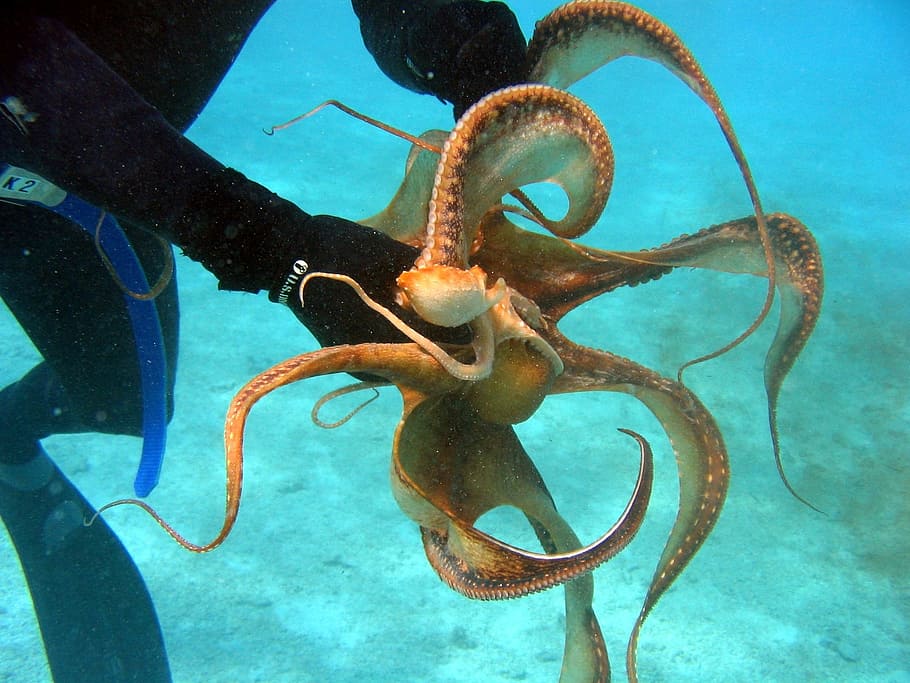 man holding brown octopus underwater, diver, grasping, sea HD wallpaper