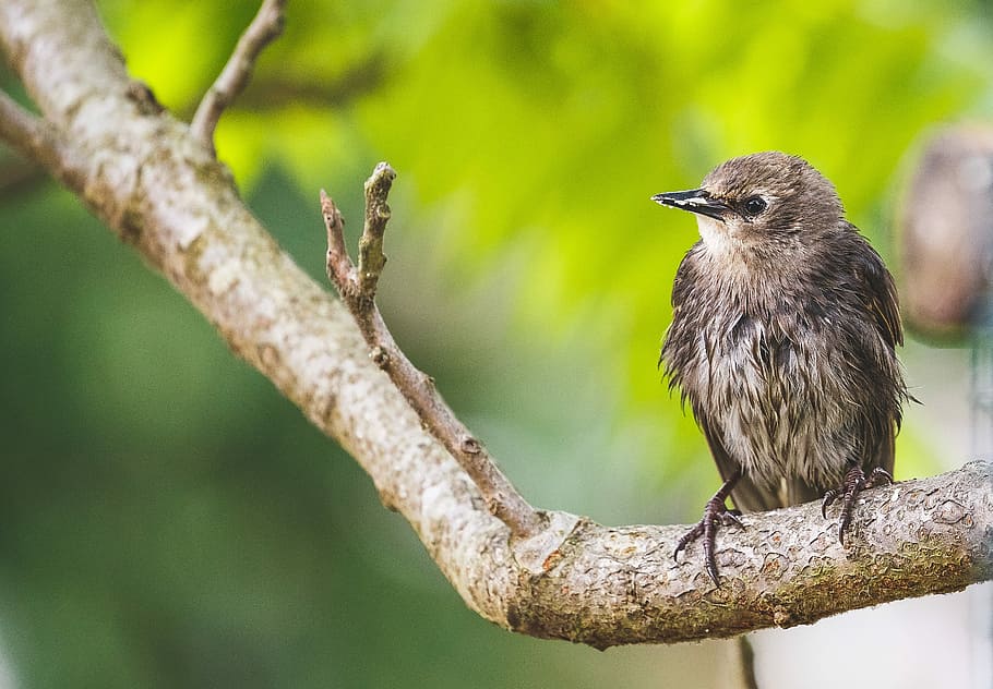 brown bird sitting on stick, brown bird, young, chick, branch HD wallpaper