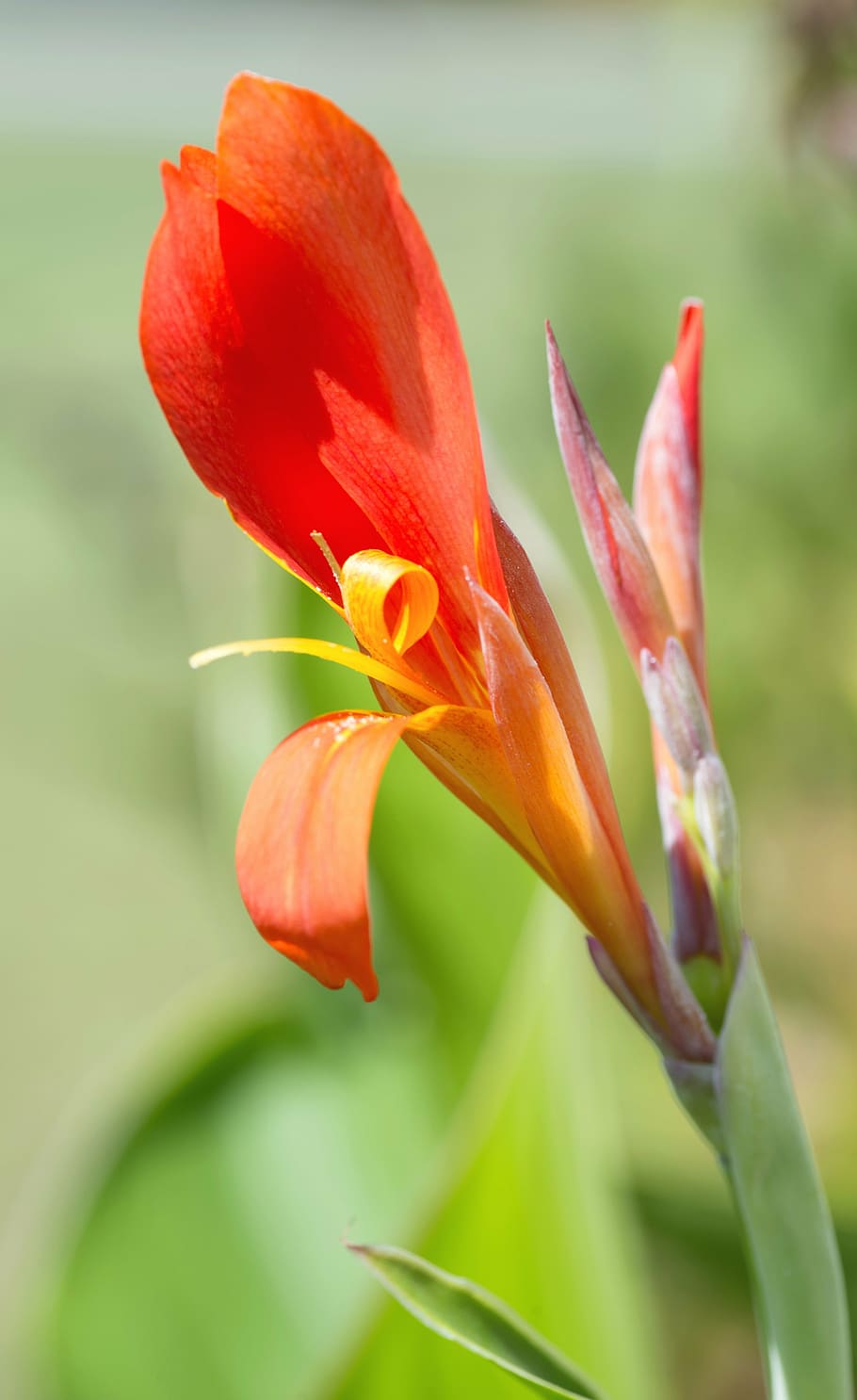 flower, macro, natural, red, plant, leaf, garden, color, summer HD wallpaper