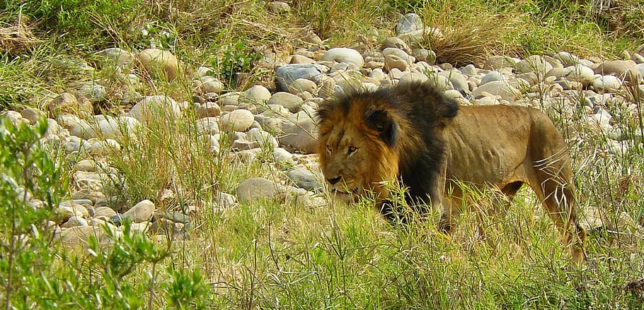 lion, predator, animal world, africa, safari, wild animal, male