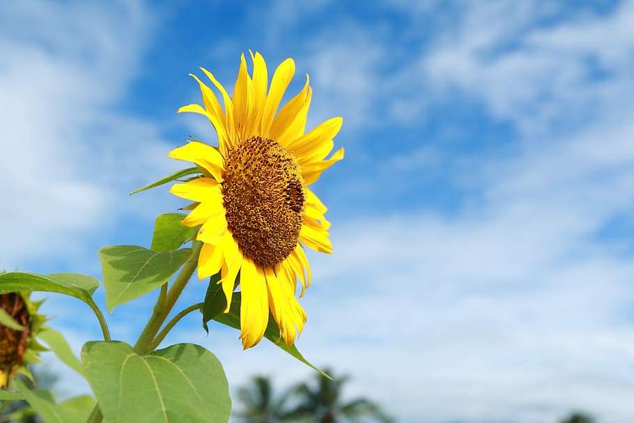 nature, summer, flora, flower, bright, sunflower, yellow, plant HD wallpaper