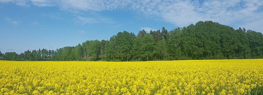 rape seed, field, sweden, summer, nature, agriculture, yellow HD wallpaper