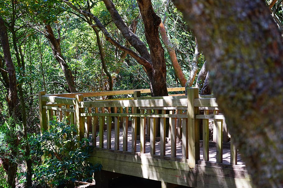 web, bridge, forest, trail, away, path, tenerife, anaga landschaftspark HD wallpaper