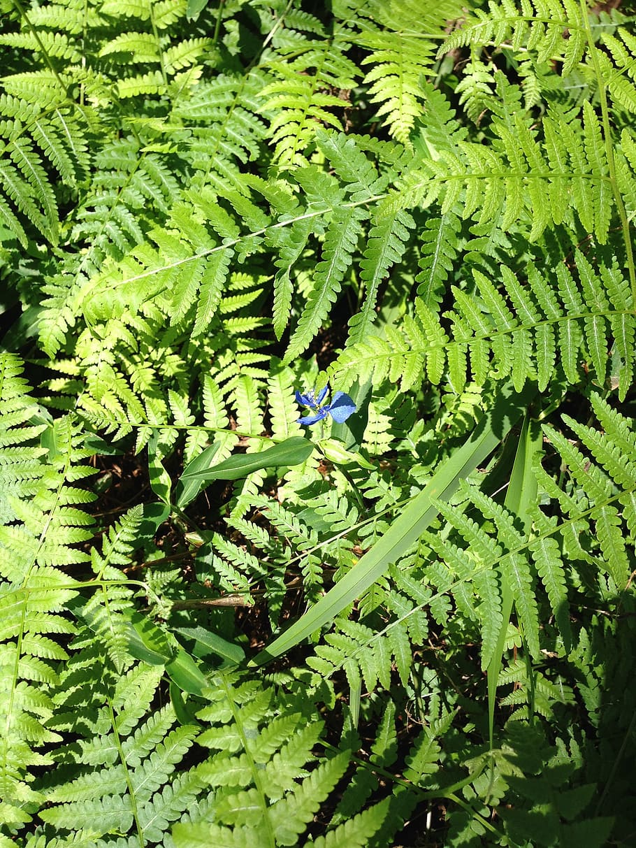 fern, nature, spring, foliage, leaves, green, plant, leaf, green Color HD wallpaper