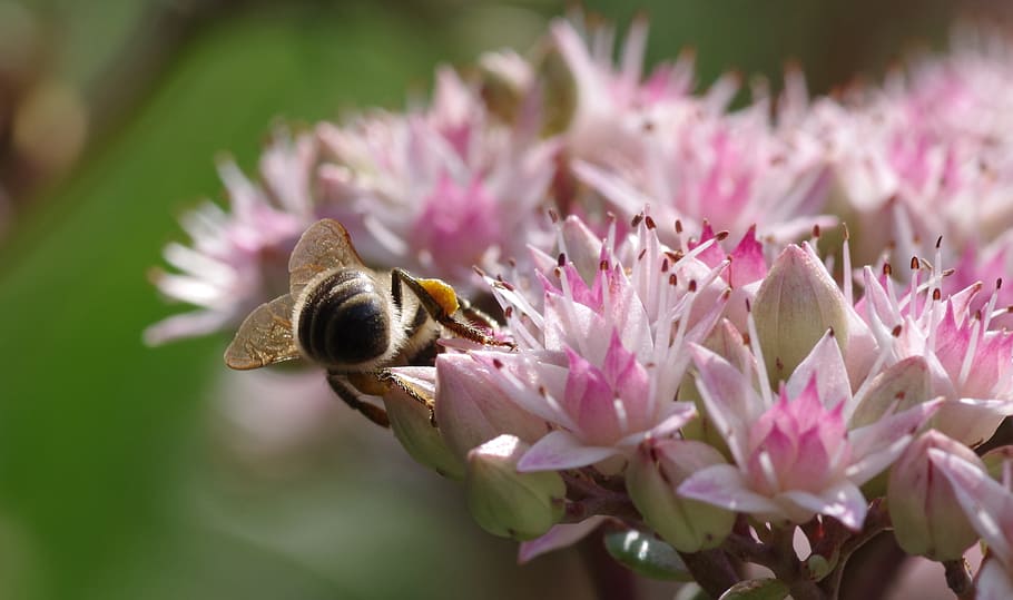 wasp on pink and white flowers, bee, stonecrop, pollen, late summer, HD wallpaper