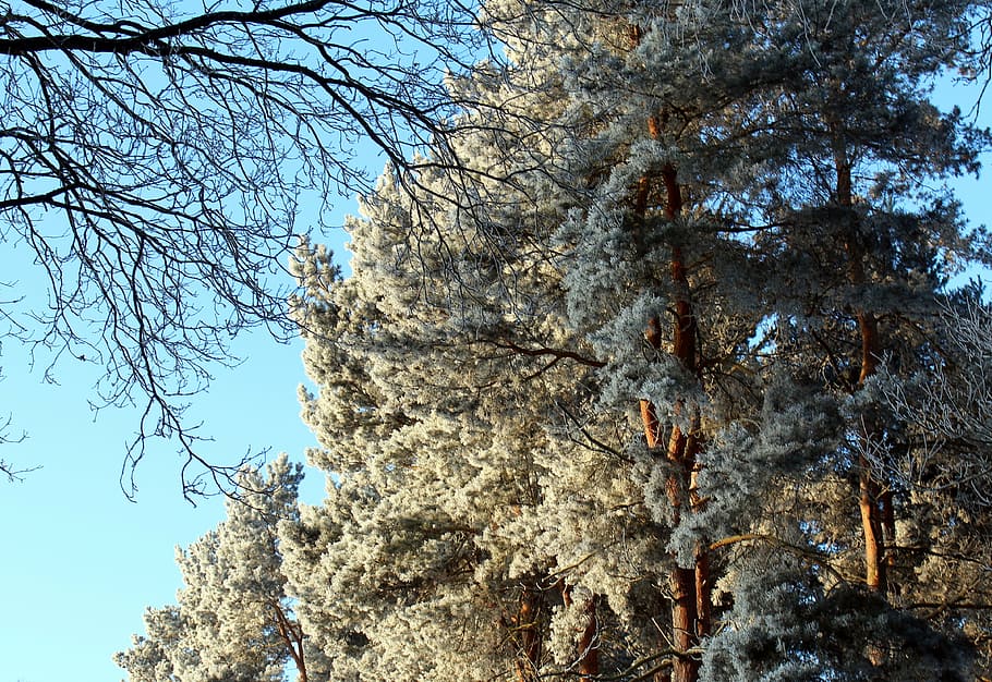 frost, forest, landscape, trees, cold, winter, icy, nature HD wallpaper