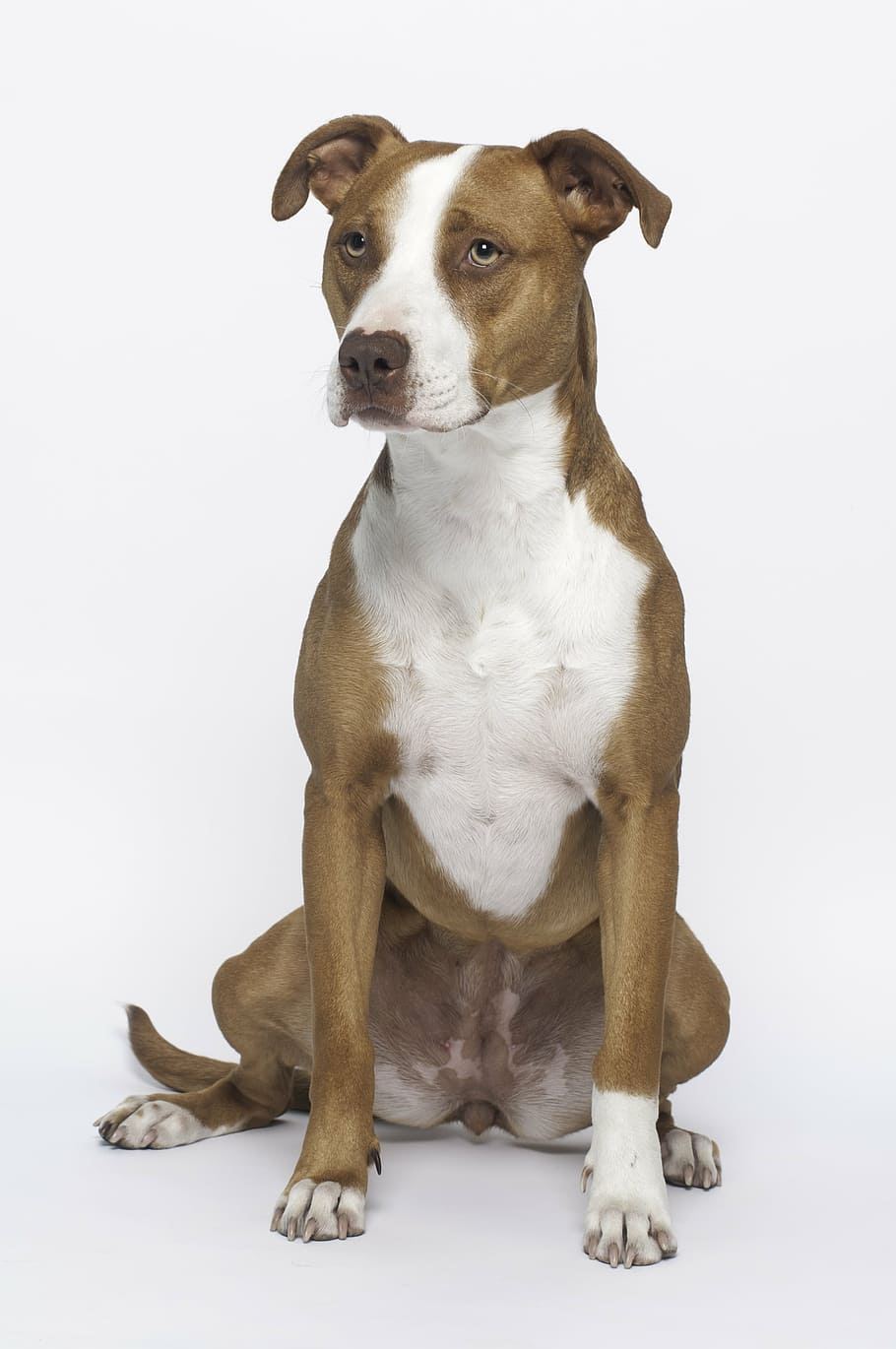 adult white and brown American pit bull terrier, dog, crossing