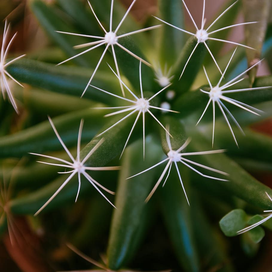 cactus, belize, succulents, green color, close-up, plant, succulent plant HD wallpaper