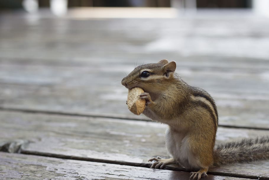 Chipmunk, Peanut, Deck, Nature, Rodent, cute, wildlife, mammal HD wallpaper