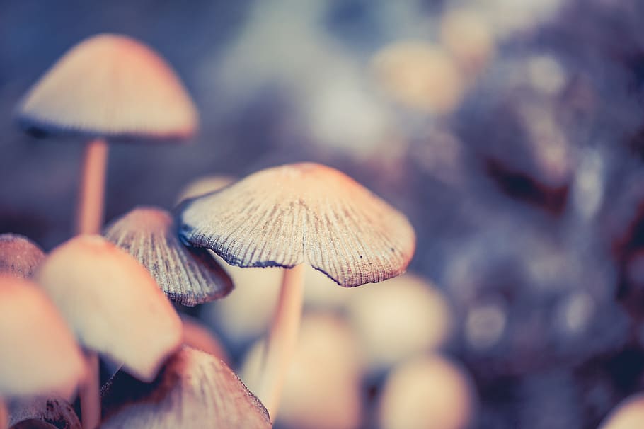 mushrooms, forest floor, screen fungus, disc fungus, macro, HD wallpaper