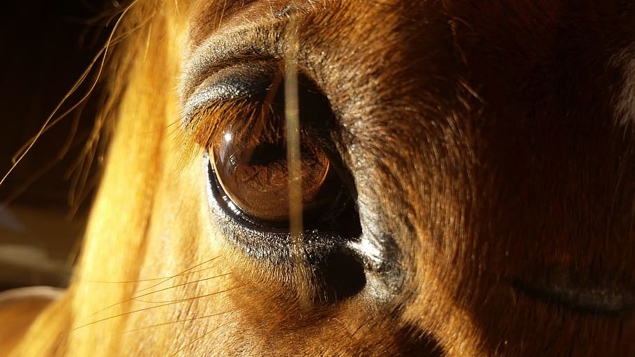 brown horse, eye, shadow, black, fuchs, animal body part, human eye HD wallpaper