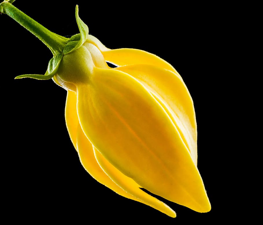 blossom, bloom, flower, yellow, close, studio shot, black background HD wallpaper